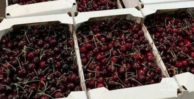 فروش گیلاس
