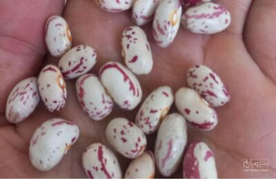 فروش لوبیا چیتی