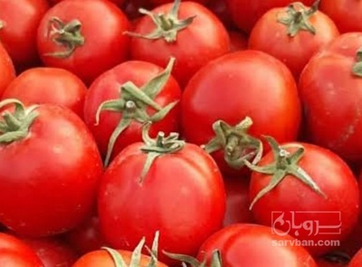 فروش گوجه فرنگی