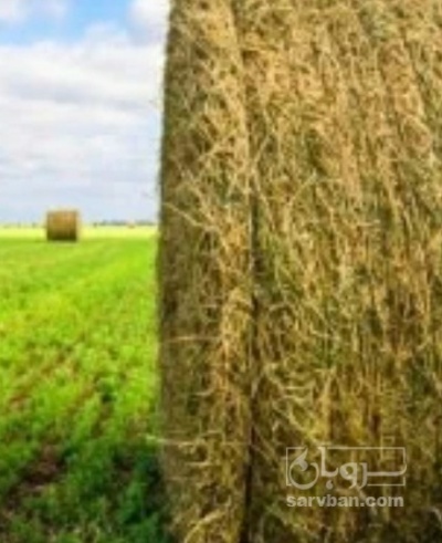 فروش یونجه