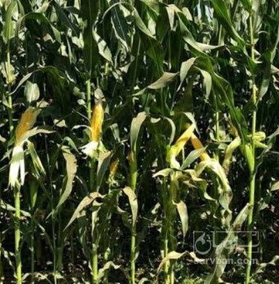 فروش ذرت علوفه ای
