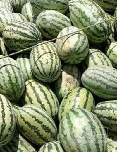 فروش هندوانه سوپر دراگون