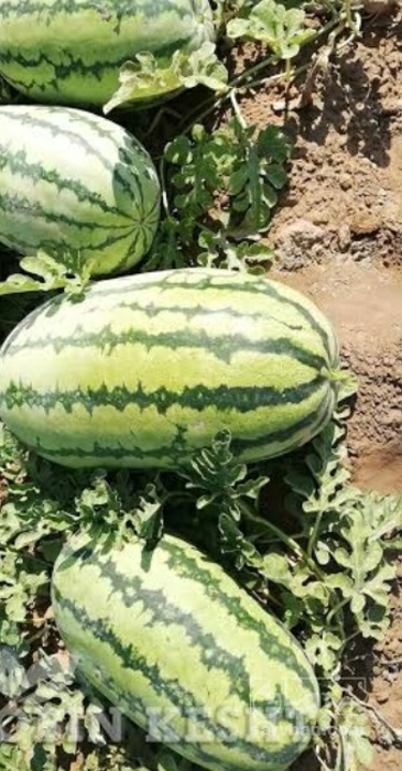فروش هندوانه بیضی دراگون