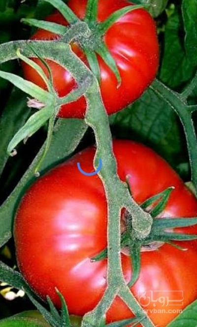 فروش گوجه فرنگی