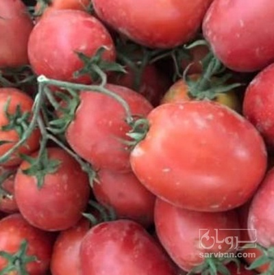 فروش گوجه فرنگی