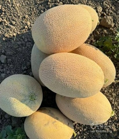 فروش خربزه تیانا