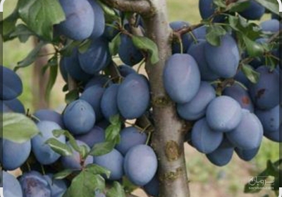 فروش آلو خرمایی