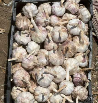 فروش سیر