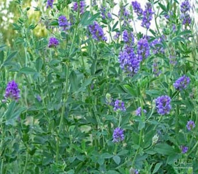 فروش یونجه