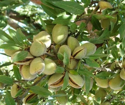 فروش بادام زمینی