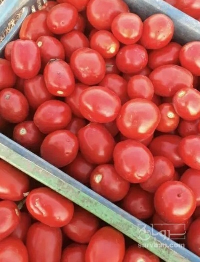 فروش گوجه فرنگی