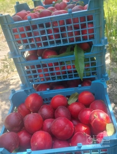 فروش شلیل
