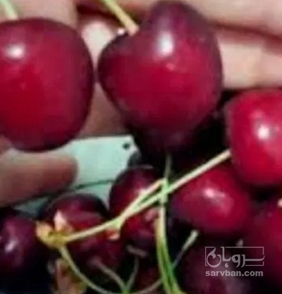 فروش گیلاس