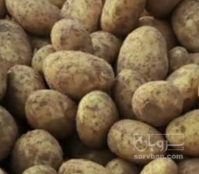 فروش سیب زمینی