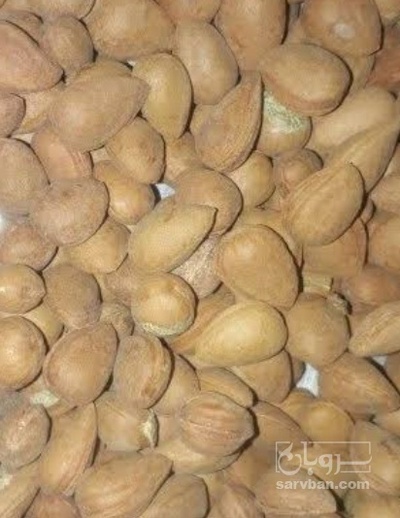 فروش بادام کوهی تلخ