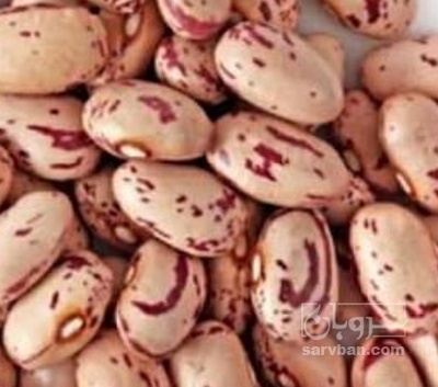 فروش لوبیا چیتی