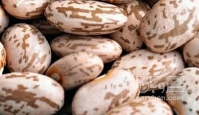 فروش لوبیا چیتی بذر کوشا