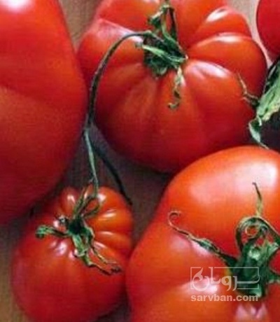 فروش گوجه فرنگی بروبیو