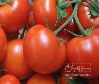 فروش گوجه فرنگی سانسید