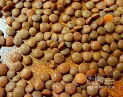 فروش عدس