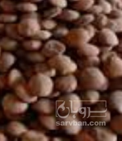 فروش عدس قرمز