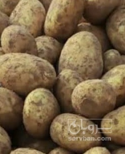 فروش سیب زمینی  بذری اگریا دونه ایی
