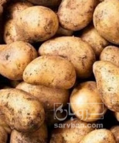 فروش سیب زمینی  بذری رانومی دانه ایی
