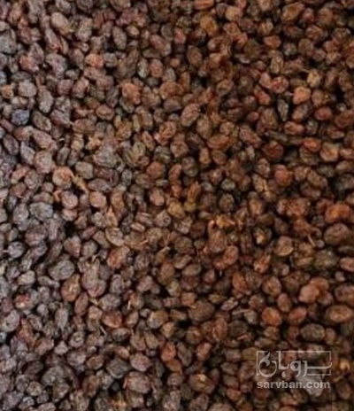 فروش مویز ابگیری