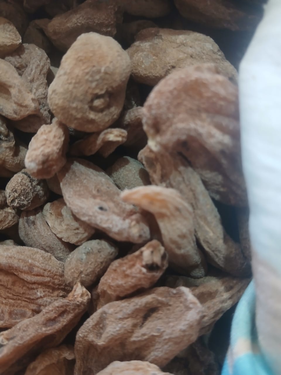 فروش ثعلب (گیاه‌ دارویی)