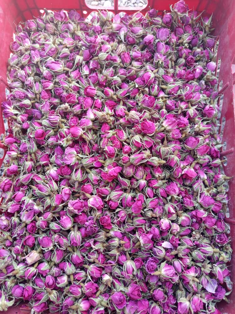 فروش غنچه گل محمدی (گیاه‌ دارویی)