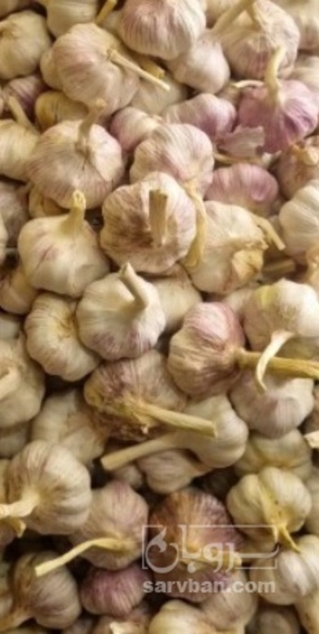 فروش سیر قرمز خشک سبدی