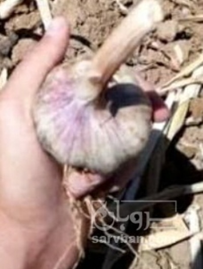 فروش سیر لشگری