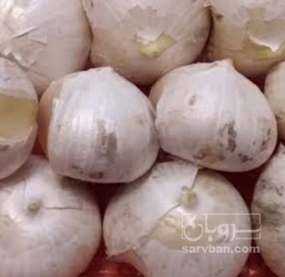 فروش موسیر