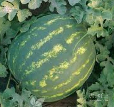 فروش هندوانه گرد