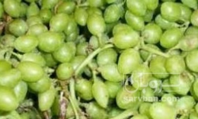 فروش غوره