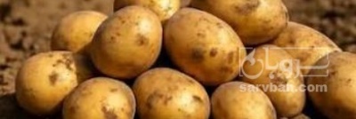 فروش سیب زمینی