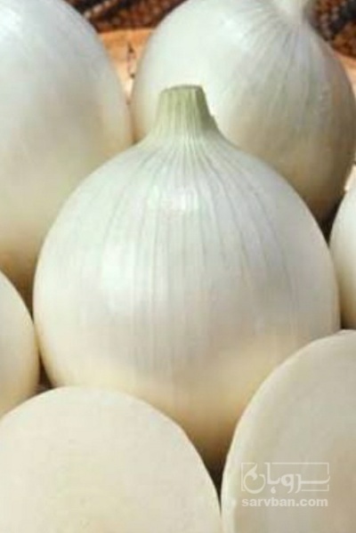 فروش پیاز