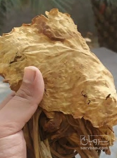 فروش تنباکو شیرین (گیاه‌ دارویی)