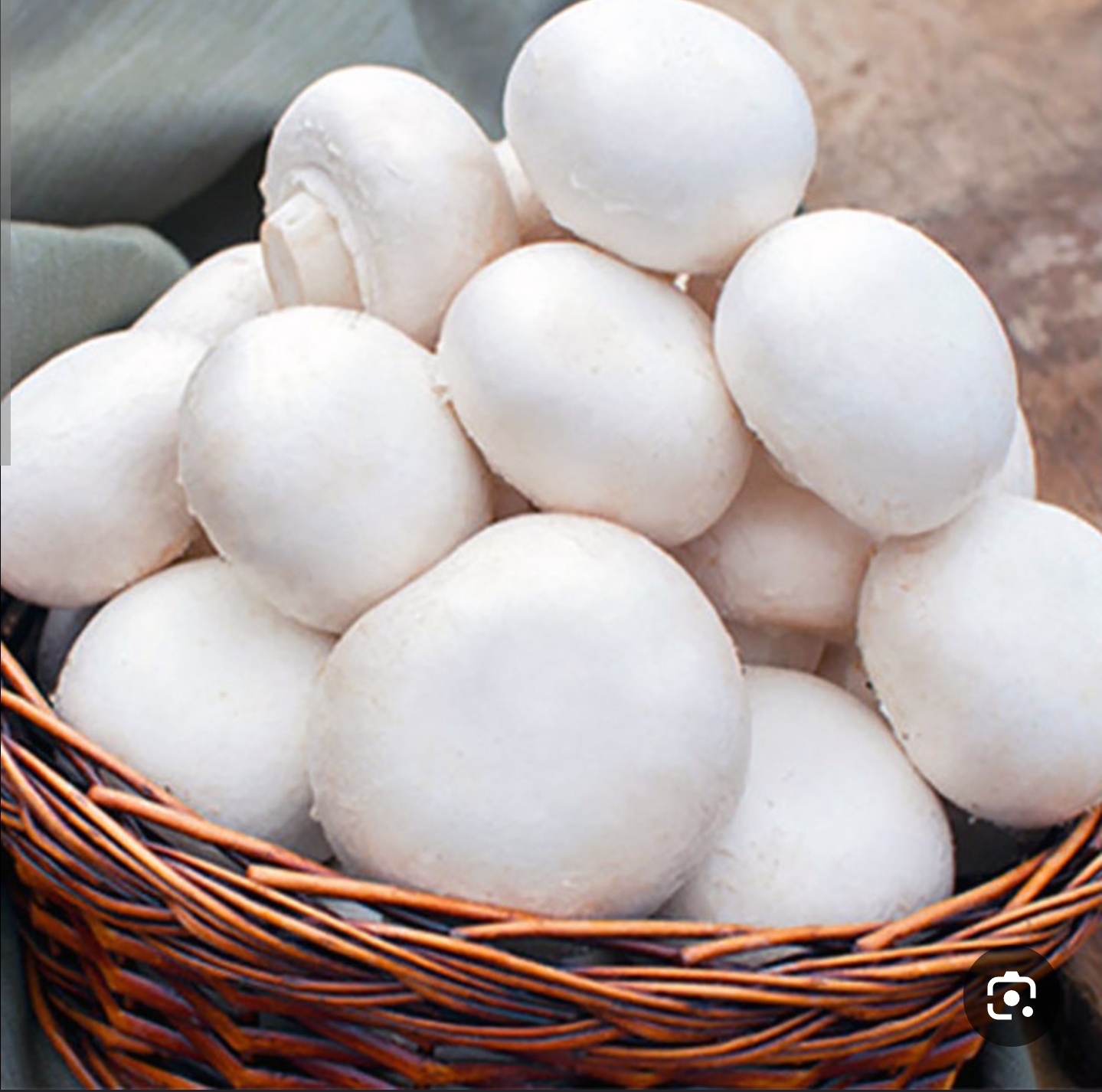 فروش قارچ دکمه ای