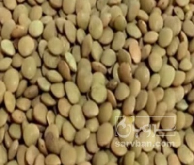 فروش عدس