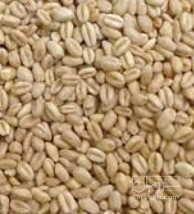 فروش گندم پوست کنده