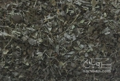 فروش نعناع خشک (گیاه‌ دارویی)