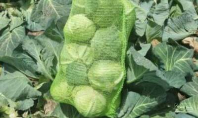 فروش کلم برگی