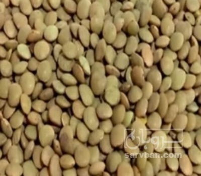 فروش عدس