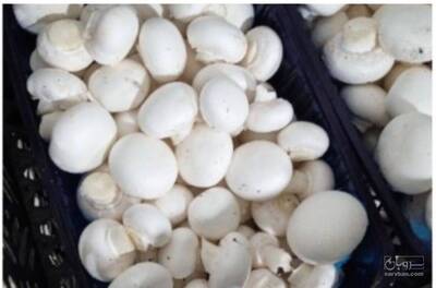 فروش قارچ دکمه ای