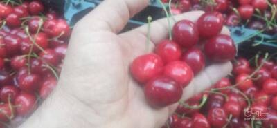 فروش گیلاس