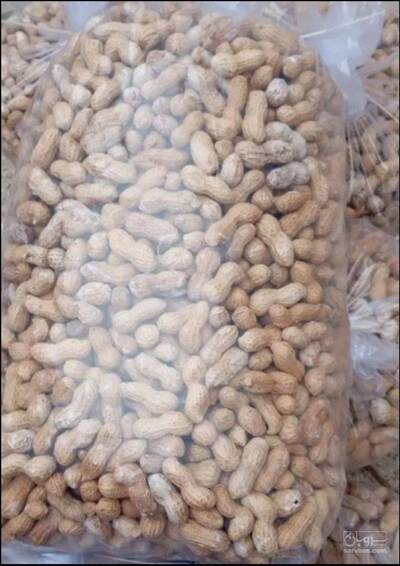 فروش بادام زمینی بو داده