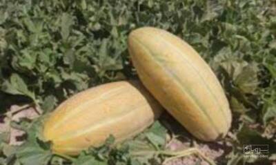 فروش خربزه