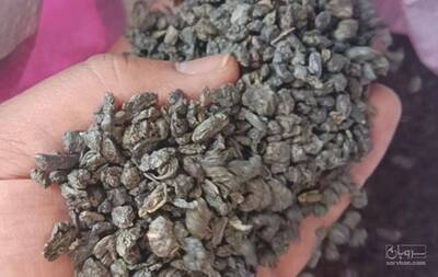 فروش چای سبز (گیاه‌ دارویی)