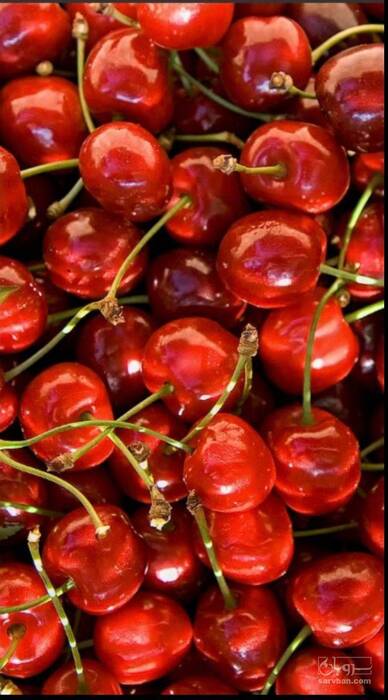 فروش گیلاس